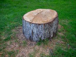 Best Tree Disease Treatment  in Independence, VA