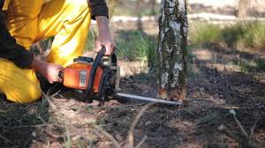 Best Pest Control for Lawns  in Independence, VA