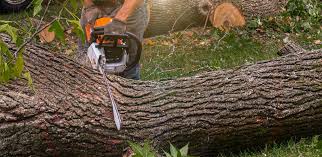 Best Commercial Tree Services  in Independence, VA