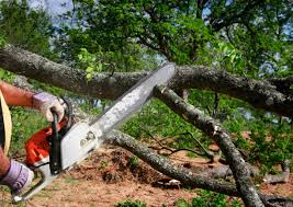 Best Tree Mulching  in Independence, VA
