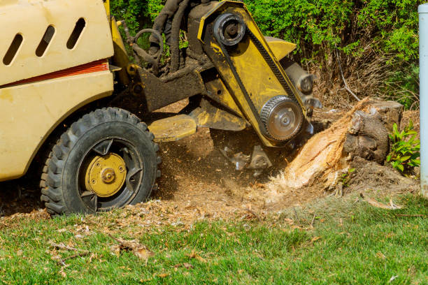 Best Lawn Irrigation Installation and Maintenance  in Independence, VA
