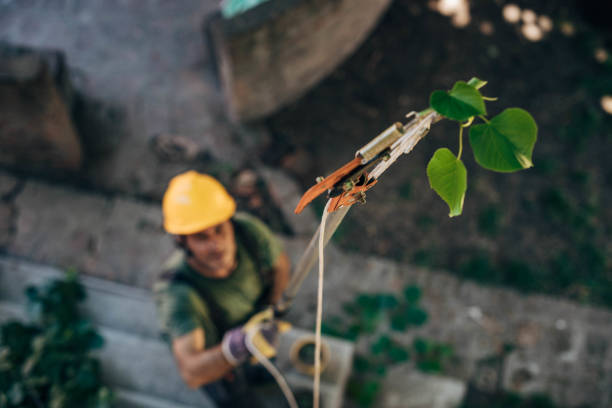 Best Hazardous Tree Removal  in Independence, VA