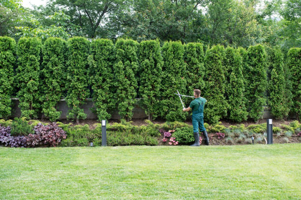 Best Sod Installation  in Independence, VA