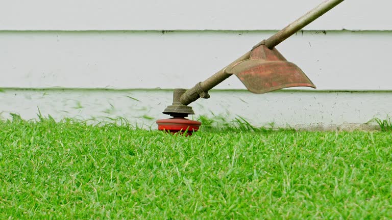 Best Tree Mulching  in Independence, VA