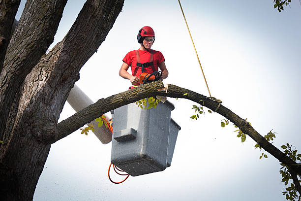 Best Emergency Tree Removal  in Independence, VA