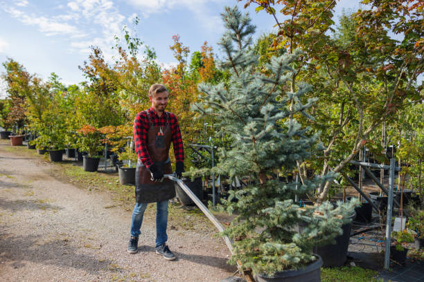Best Leaf Removal  in Independence, VA