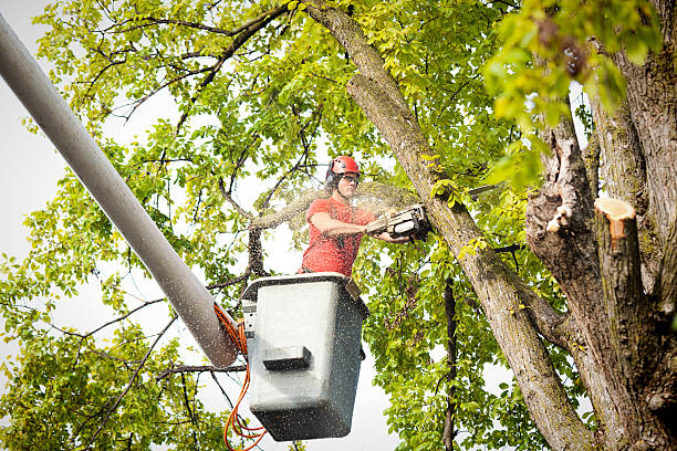 Best Tree Removal  in Independence, VA