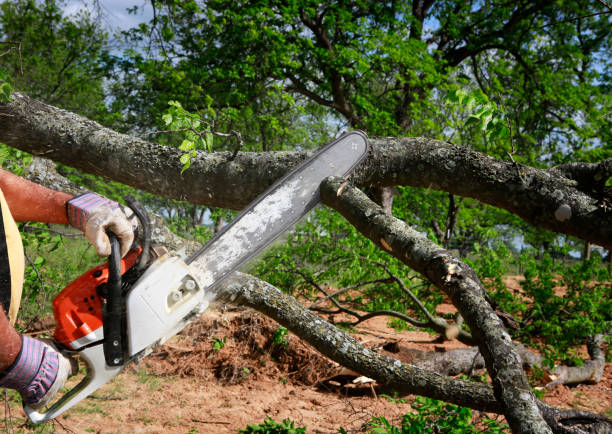 Best Lawn Grading and Leveling  in Independence, VA