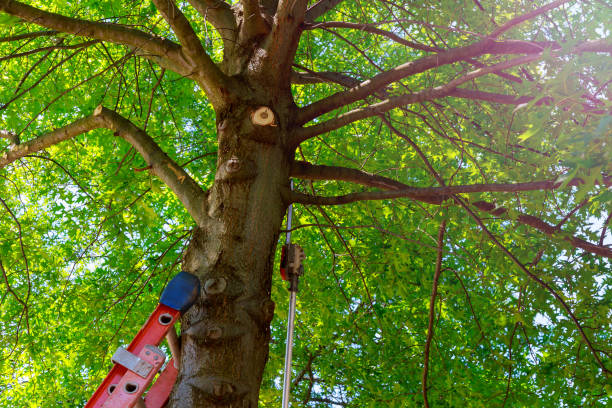  Independence, VA Tree Services Pros